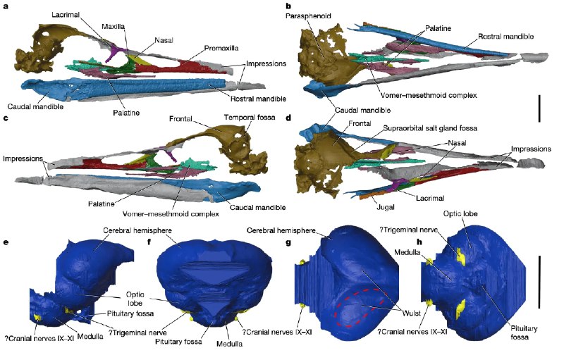 与恐龙同一时期存在的家伙今天看到这样条新闻：“《自然》杂志近期刊载了一项新的研究，述了一件南极白垩纪晚期维加鸟的完整头骨化石