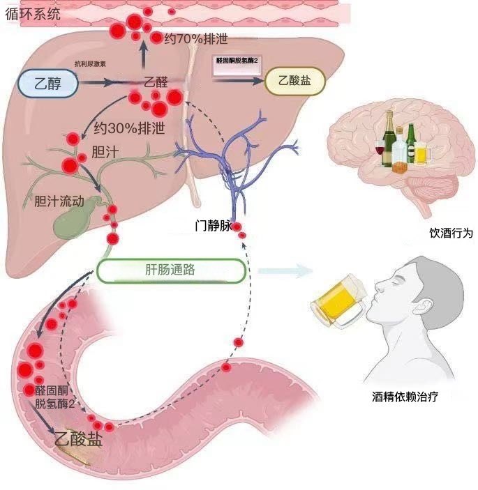 酒精代谢以及为什么几杯酒的药效会在体内停留的时间比你想象的要长……人体在肝脏中代谢 90% 以上的乙醇，但这一过程会产生有毒的副产物并消耗关键的辅助因子